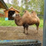 парки в красноярске где можно погулять