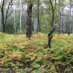 детский парк орел адрес. orel memorialnyj park pisatelej orlovcev 1 1. детский парк орел адрес фото. детский парк орел адрес-orel memorialnyj park pisatelej orlovcev 1 1. картинка детский парк орел адрес. картинка orel memorialnyj park pisatelej orlovcev 1 1.