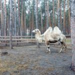 парки города воронежа где можно погулять