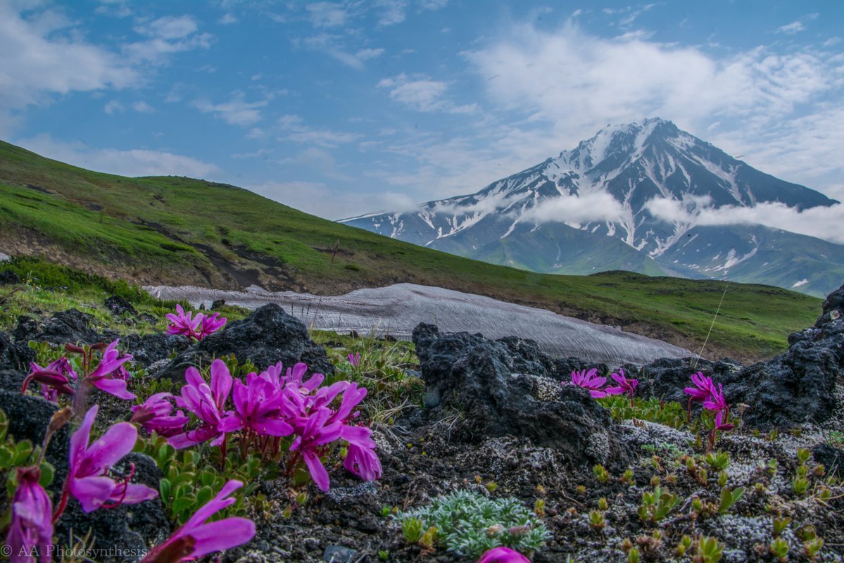 Рододендрон вулкан Камчатка