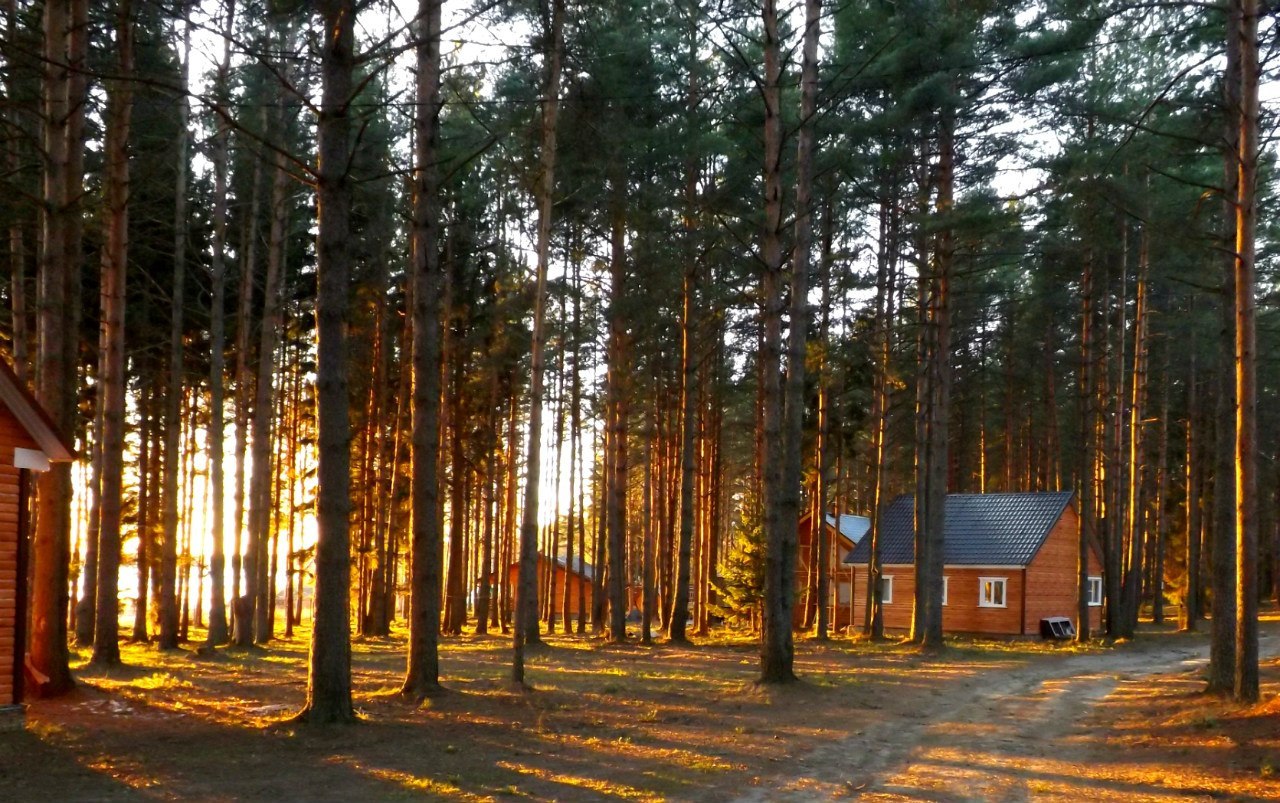 Лагерь палатки Сосновый лес